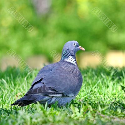  The Dove
