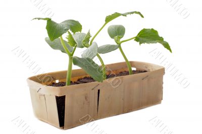 cucumber seedling
