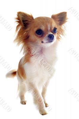 walking chihuahua