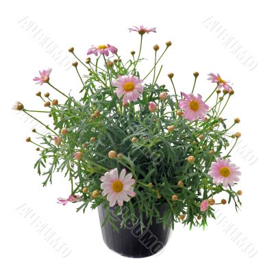 pink daisies