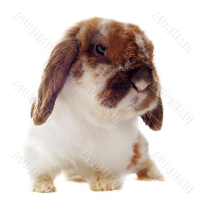 Lop Rabbit