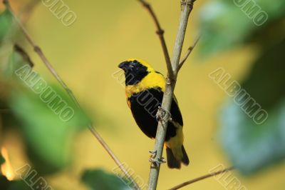 canary 