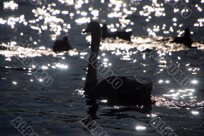 swan in the sunset