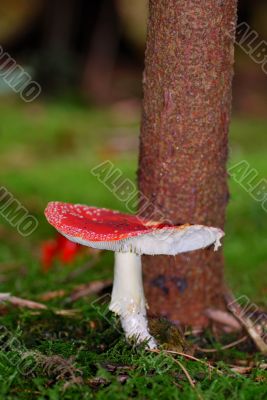 red fly agaric