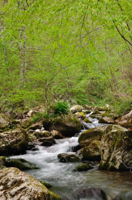 Forest spring