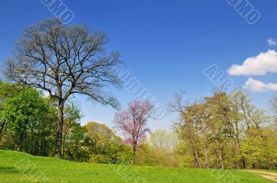 Spring in park