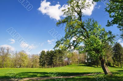 Spring in park
