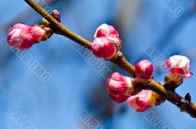 Branch with pink kidneys