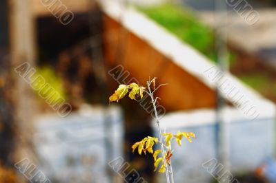 Autumn leaves