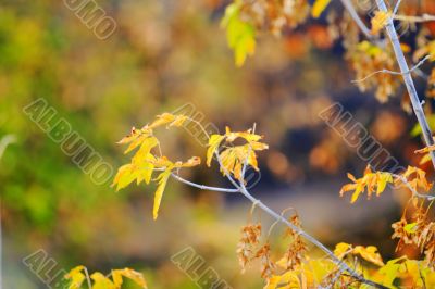Autumn leaves