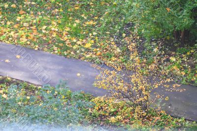 Autumn leaves