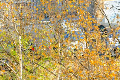 Autumn leaves