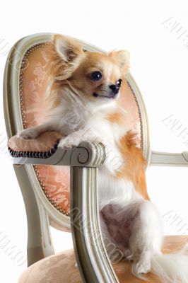 chihuahua on antique chair