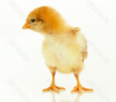 Small chicken 