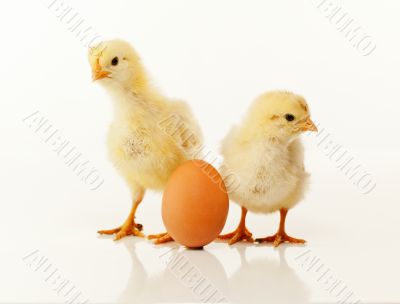 Two newborn chickens with egg