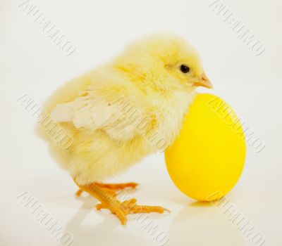 Newborn chicken with yellow egg