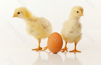 Two newborn chickens with egg