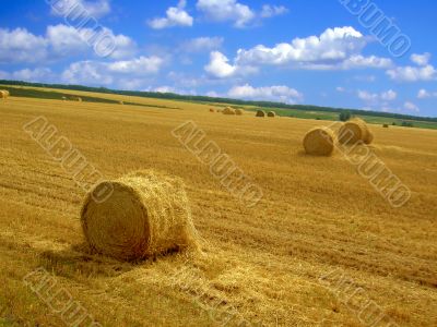  harvest