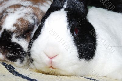 rabbit looking at camera