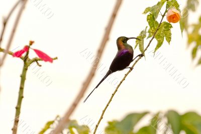 Beautilful bird on a tree