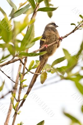 Beautilful long tailed bird on a tree