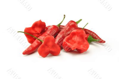 Red hot pepper