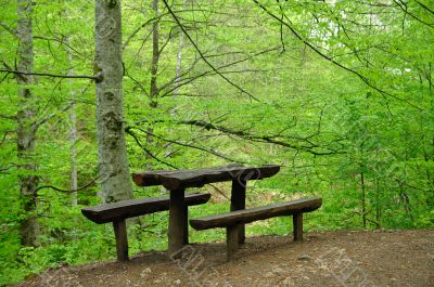 Bench in forest