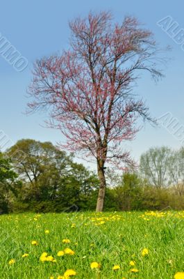 Spring dandelions