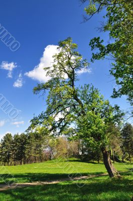 Spring in park