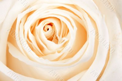 background of white roses
