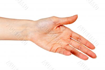 woman`s hand