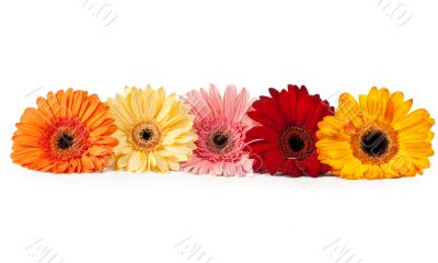 five gerbera