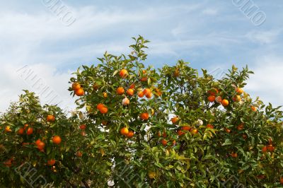 Branches with the fruits