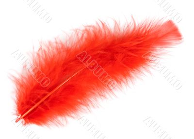 red feather of a bird