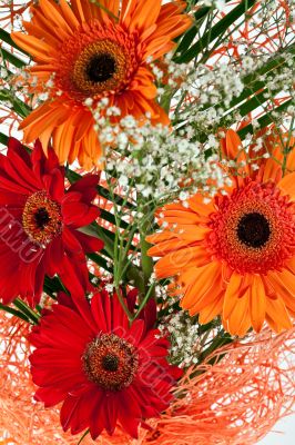 fresh gerbera flower