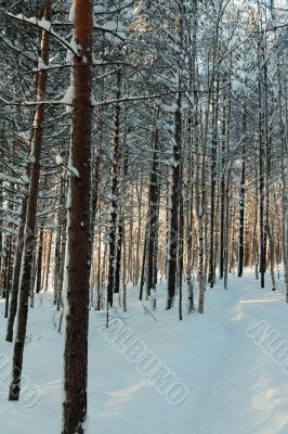 winter forest