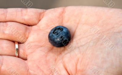blueberries in the women`s hands