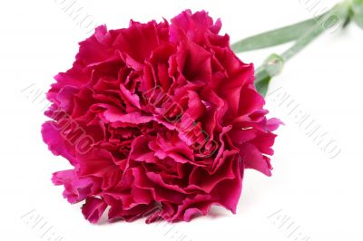 red carnation