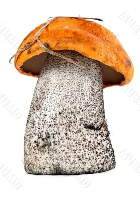 boletus mushrooms