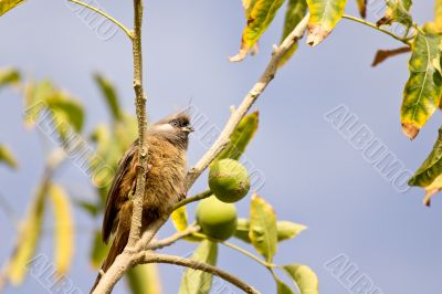 Speckled Mousebird