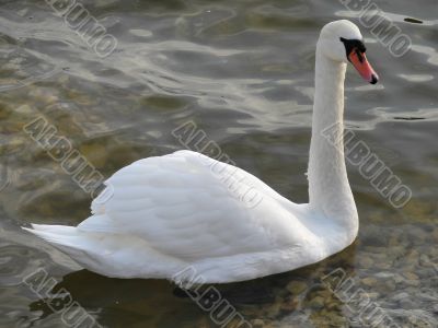 white swan in the water