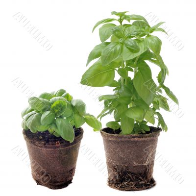 basil in pots isolated