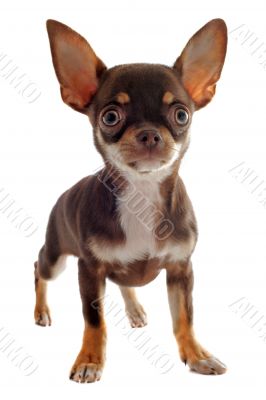 puppy chihuahua