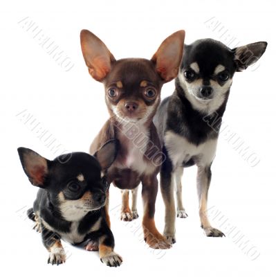 three chihuahuas