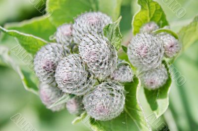 Burdock 