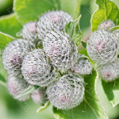 Burdock 