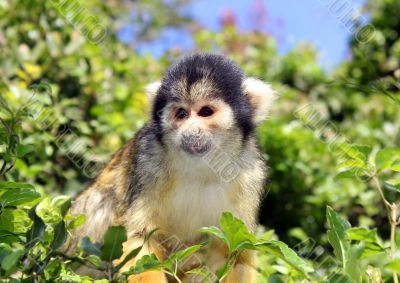 Black-capped squirrel monkey