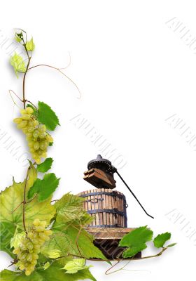 vines and grapes
