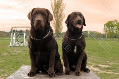 two labrador retriever