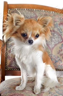 chihuahua on antique chair